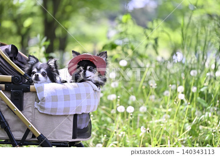 Traveling with two Chihuahuas in a park surrounded by fresh greenery. Traveling with two Chihuahuas in a park surrounded by fresh greenery. 140343113
