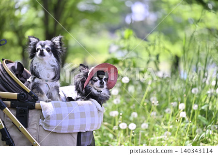 Traveling with two Chihuahuas in a park surrounded by fresh greenery. Traveling with two Chihuahuas in a park surrounded by fresh greenery. 140343114