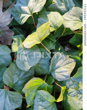 Green Irish ivy covered in morning frost Green Irish ivy covered in morning frost 140343121