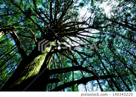 A horizontal view of the giant cedar trees and spreading branches and leaves of Mt. Bukō and Ontake Shrine. A horizontal view of the giant cedar trees and spreading branches and leaves of Mt. Bukō and Ontake Shrine. 140343220