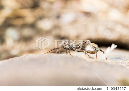 Close-up of a wolf spider carrying an egg sac. Close-up of a wolf spider carrying an egg sac. 140343237