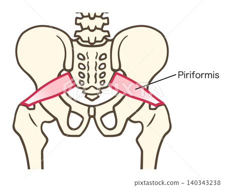 Labeled anatomical illustration of the piriformis muscle in the human pelvis. Labeled anatomical illustration of the piriformis muscle in the human pelvis. 140343238