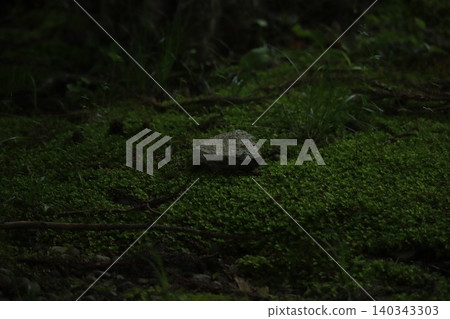 The world of moss at Oguni Shrine in Mori-machi, Enshu The world of moss at Oguni Shrine in Mori-machi, Enshu 140343303