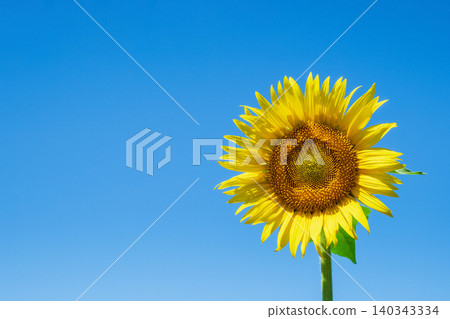 sunflower sunflower 140343334