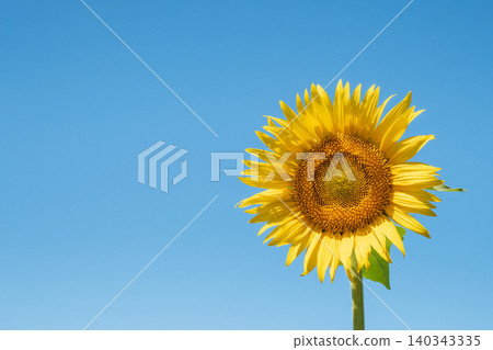 sunflower sunflower 140343335