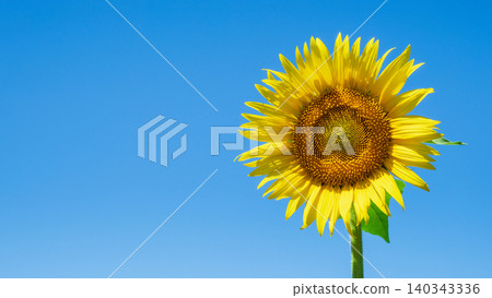 sunflower sunflower 140343336