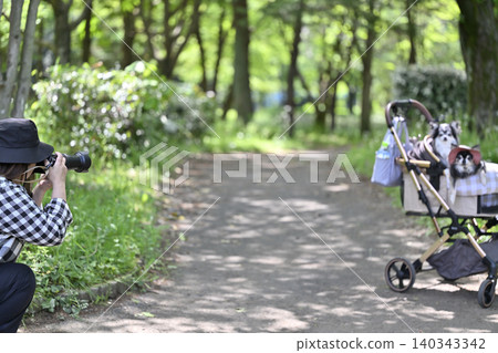 一位女士帶著她的吉娃娃犬旅行,並拍攝了她心愛的狗狗。 一位女士帶著她的吉娃娃犬旅行,並拍攝了她心愛的狗狗。 140343342