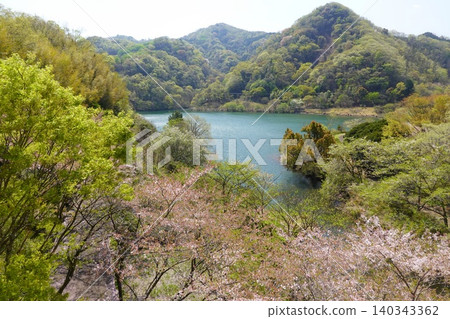 Matsukawa Lake, Okuno Dam, the season of cherry blossoms and fresh greenery, a water source for Ito City Matsukawa Lake, Okuno Dam, the season of cherry blossoms and fresh greenery, a water source for Ito City 140343362