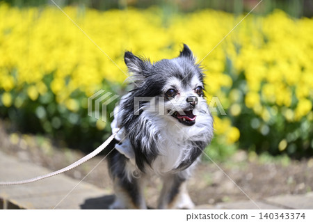 一隻可愛的吉娃娃犬咧嘴笑著,三色堇盛開,色彩鮮豔,富含維生素。 一隻可愛的吉娃娃犬咧嘴笑著,三色堇盛開,色彩鮮豔,富含維生素。 140343374