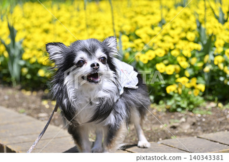 一隻可愛的吉娃娃犬咧嘴笑著,三色堇盛開,色彩鮮豔,富含維生素。 一隻可愛的吉娃娃犬咧嘴笑著,三色堇盛開,色彩鮮豔,富含維生素。 140343381