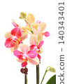 Miniature Phalaenopsis orchids, pink and beige flowers, spotlight, bright background. 140343401