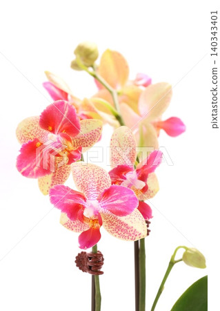 Miniature Phalaenopsis orchids, pink and beige flowers, spotlight, bright background. Miniature Phalaenopsis orchids, pink and beige flowers, spotlight, bright background. 140343401