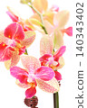 Miniature Phalaenopsis orchids, pink and beige flowers, spotlight, bright background. 140343402