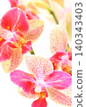 Miniature Phalaenopsis orchids, pink and beige flowers, spotlight, bright background. 140343403