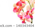 Miniature Phalaenopsis orchids, pink and beige flowers, spotlight, bright background. 140343404