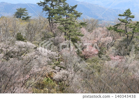 The broadleaf forest beside the West Izu Skyline is in the season of budding trees. 140343438