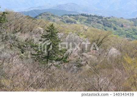 The broadleaf forest beside the West Izu Skyline is in the season of budding trees. 140343439
