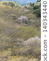 The broadleaf forest beside the West Izu Skyline is in the season of budding trees. 140343440