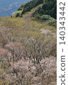 The broadleaf forest beside the West Izu Skyline is in the season of budding trees. 140343442