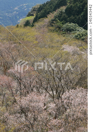 The broadleaf forest beside the West Izu Skyline is in the season of budding trees. 140343442