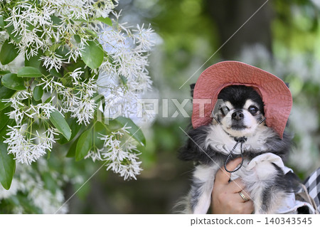 盛開的紅花雪菊和一隻吉娃娃 140343545