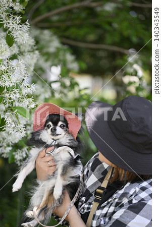 Chionanthus retusus in full bloom and a Chihuahua Chionanthus retusus in full bloom and a Chihuahua 140343549