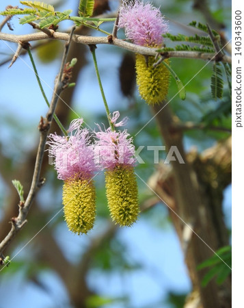 Firefly tree flowers Firefly tree flowers 140343600