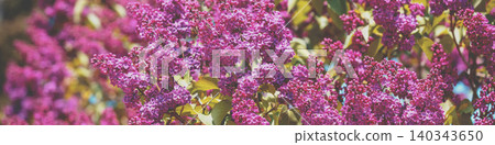 Lilac bush in the garden. Spring floral background Lilac bush in the garden. Spring floral background 140343650
