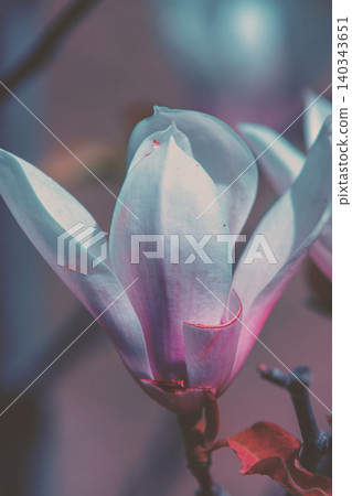Blossoming magnolia flowers. Springtime. Vintage natural flowers background Blossoming magnolia flowers. Springtime. Vintage natural flowers background 140343651