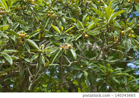 Loquat Loquat 140343665