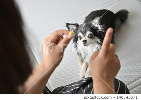 Dog training with treats: Sit and Stay (Chihuahua) 140343671