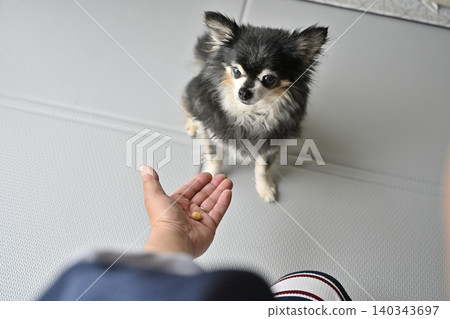 Dog training with treats: Sit and Stay (Chihuahua) Dog training with treats: Sit and Stay (Chihuahua) 140343697