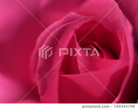 "Urara" is a beautiful red rose that bloomed in May. "Urara" is a beautiful red rose that bloomed in May. 140343799