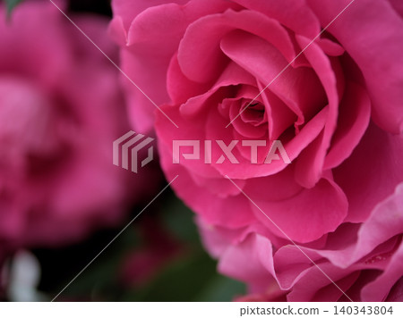 "Urara" is a beautiful red rose that bloomed in May. 140343804