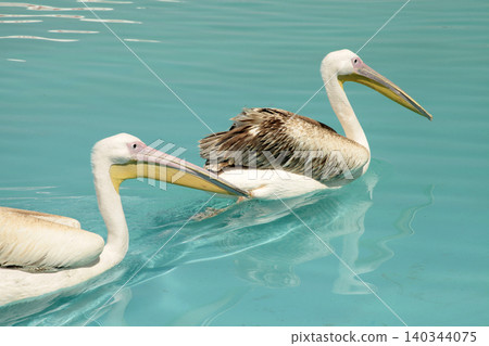 pelican birds swimming in the pool pelican birds swimming in the pool 140344075