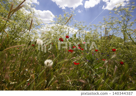 dandelion seeds and various flowers and plants dandelion seeds and various flowers and plants 140344387