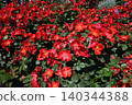 A rose garden landscape filled with red roses in full bloom. 140344388