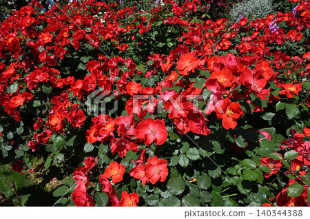A rose garden landscape filled with red roses in full bloom. A rose garden landscape filled with red roses in full bloom. 140344388