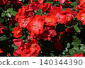 Brightly blooming red roses 140344390