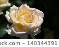 White roses blooming in natural light 140344391
