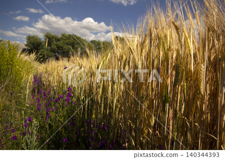 ripe wheats and purple flowers ripe wheats and purple flowers 140344393