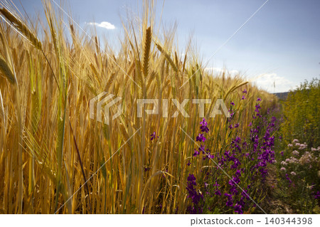 ripe wheats and purple flowers ripe wheats and purple flowers 140344398