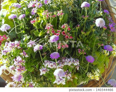開花在春天花圃裡的紫色花 開花在春天花圃裡的紫色花 140344466