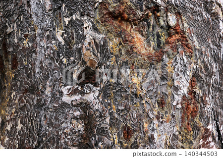 Sap from pine tree. Bark Background texture Sap from pine tree. Bark Background texture 140344503