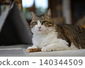 A cat staring at you 140344509