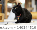 Black cat  140344510