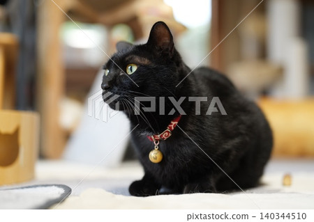 Black cat Black cat 140344510