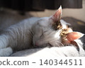 Cat to take a nap 140344511