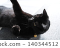 Cat playing with a cat-brat 140344512