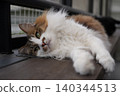Lying cat 140344513